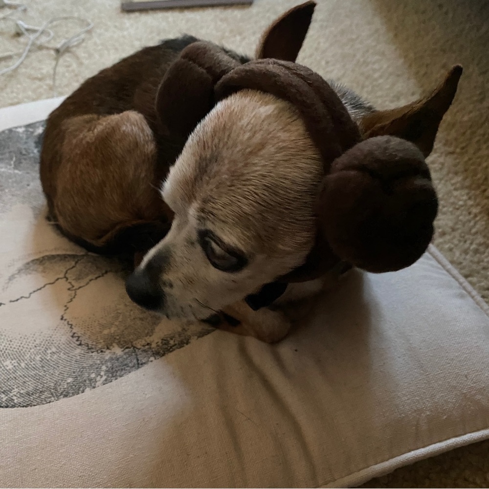 Costume, Princess Leia Star Wars Hair Piece